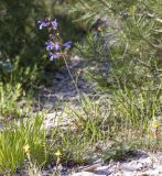 Salvia ringens