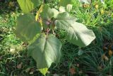 Catalpa bignonioides