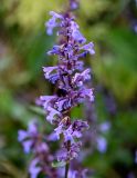 Nepeta grandiflora. Соцветие. Северная Осетия, Алагирский р-н, Куртатинское ущелье, Кадаргаванский каньон, каменистый участок лугового склона. 23.07.2022.