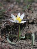 Tulipa biflora. Цветущее растение. Крым, окр. Феодосии, Лисья бухта, пустынно-степная терраса. 20 марта 2024 г.