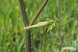 Heracleum sibiricum