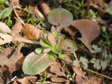 Myosotis decumbens. Розетка прикорневых листьев в начале вегетации (справа - лист адоксы мускусной). Мурманская обл., Североморский р-н, окр. пос. Росляково, пойменный березняк. 15.05.2011.