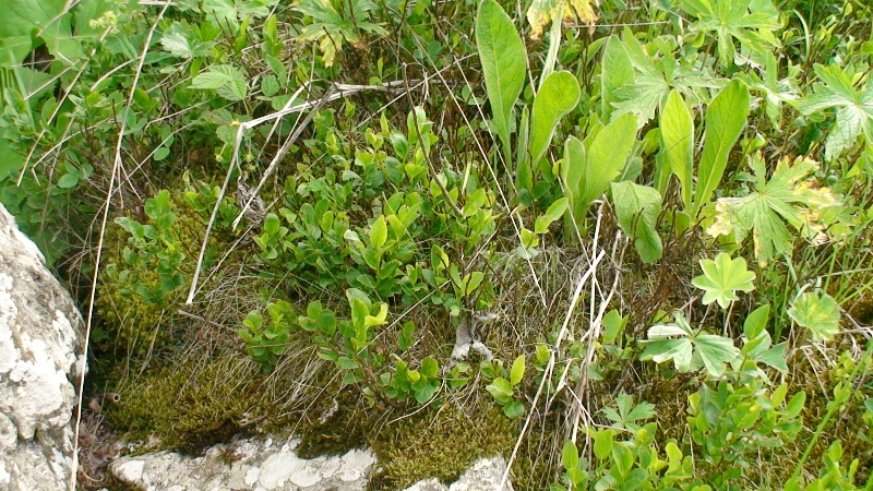 Изображение особи Vaccinium myrtillus.