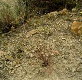 Bunium longipes. Плодоносящее растение на щебнисто-мелкоземистом склоне. Копетдаг, Чули. Май 2011 г.