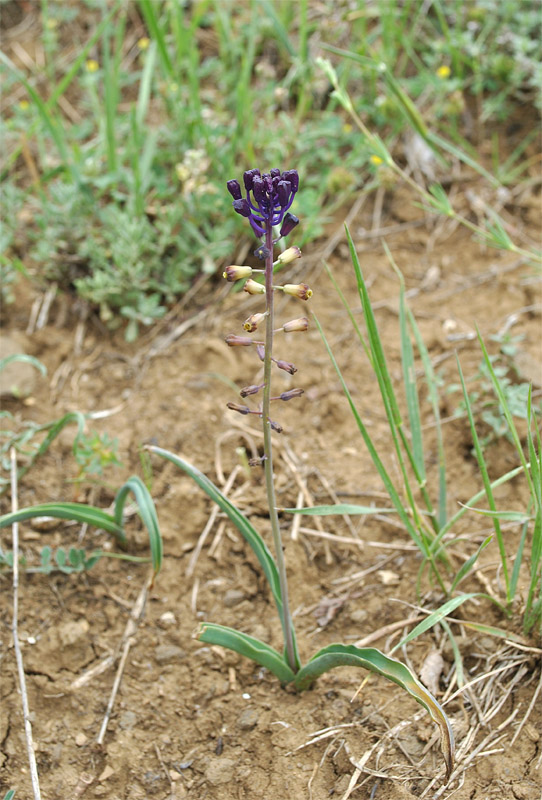 Изображение особи Leopoldia caucasica.