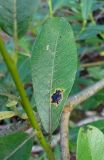 Salix dasyclados