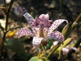 Tricyrtis hirta