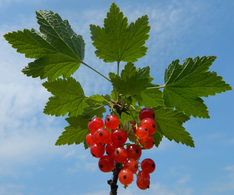 Изображение особи Ribes rubrum.