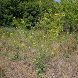 Sisymbrium loeselii. Цветущее растение. Ростовская обл., Неклиновский р-н, Николаевское с/п, дол. р. Миус. 21.07.2012.