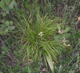 Carex montana