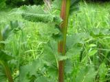 Verbascum laxum