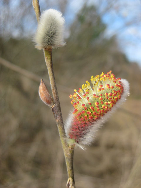 Изображение особи Salix lapponum.