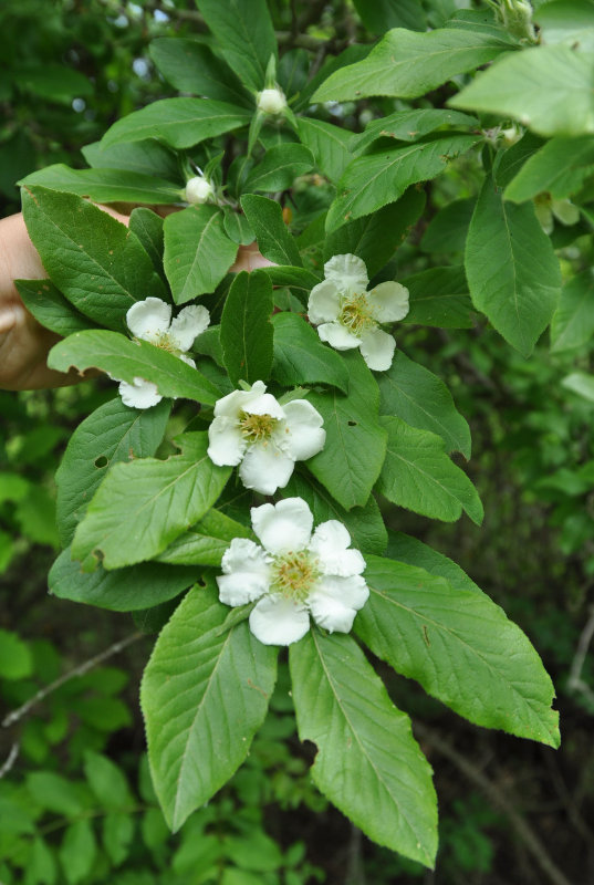 Изображение особи Mespilus germanica.