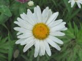 Leucanthemum vulgare