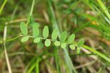 Vicia sylvatica