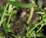 Reseda luteola