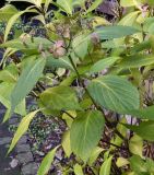 Hydrangea macrophylla. Верхушка веточки отцветшего растения. Германия г. Хаген, в озеленении. Декабрь 2013 г.