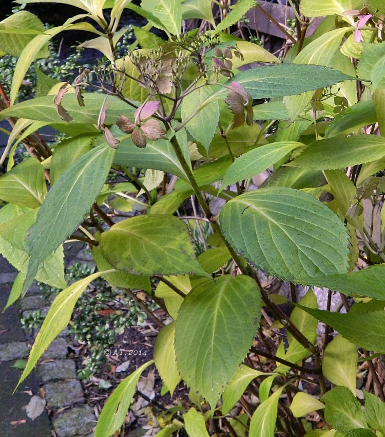 Изображение особи Hydrangea macrophylla.