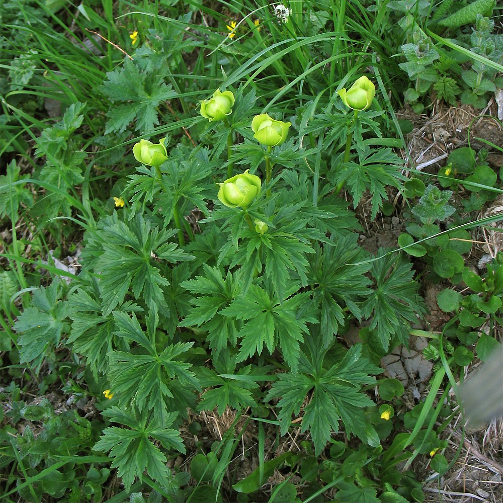 Изображение особи Trollius altissimus.