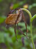 Cypripedium calceolus. Верхушка побега с отцветшим цветком. Ленинградская обл., Волосовский р-н. 08.06.2014.