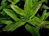 Dianthus barbatus