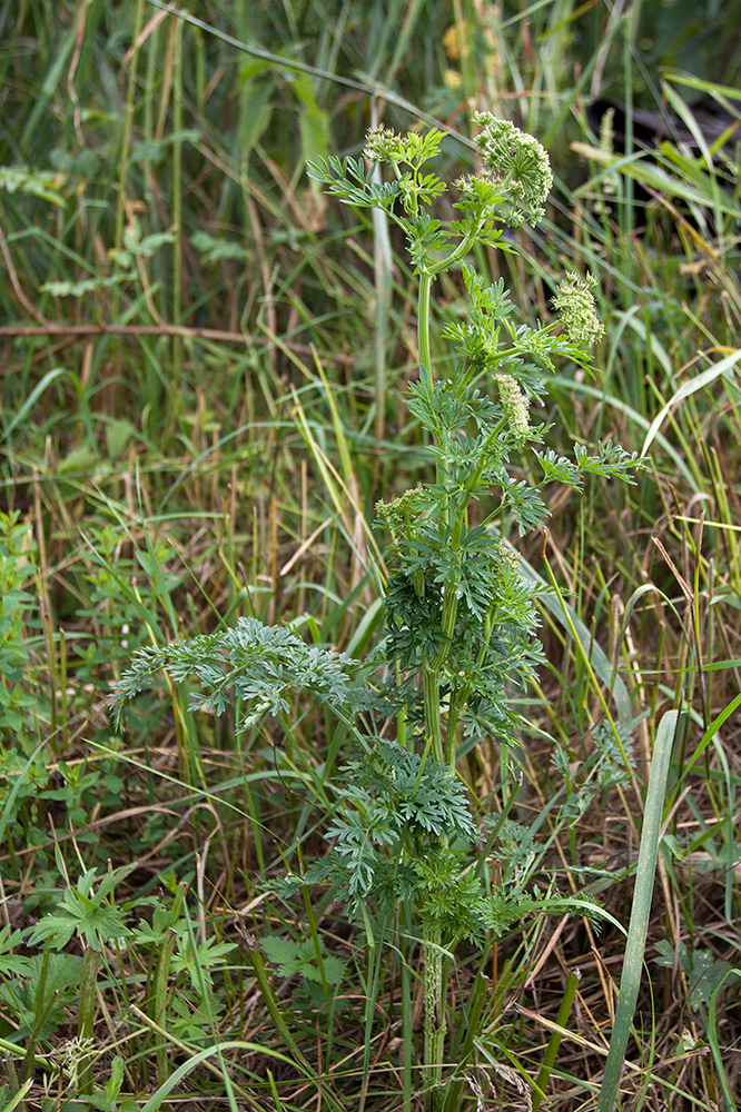 Изображение особи Selinum carvifolia.