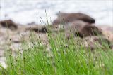 Eleocharis quinqueflora