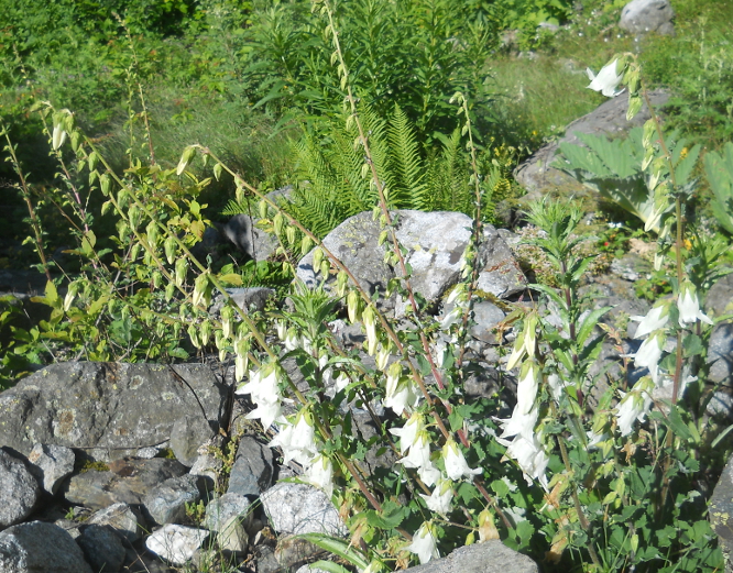 Изображение особи Campanula alliariifolia.