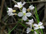 Cardamine dentata. Соцветие. Иркутская обл., Иркутский р-н, близ устья р. Иркут, среди кустов ивы. 30.05.2015.