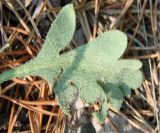 Papaver setosum