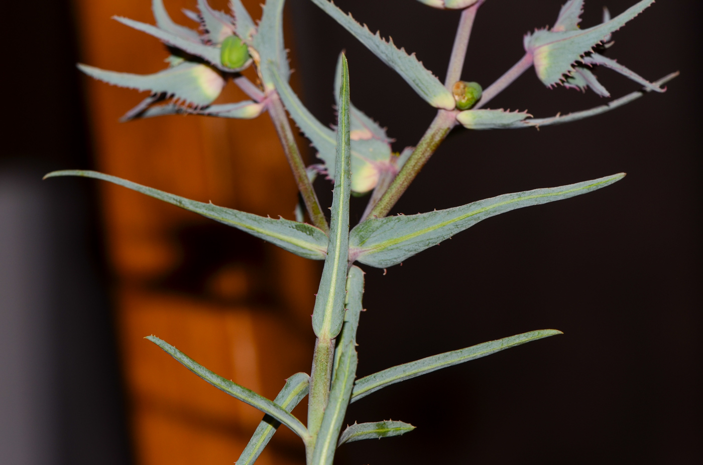 Изображение особи Euphorbia retusa.