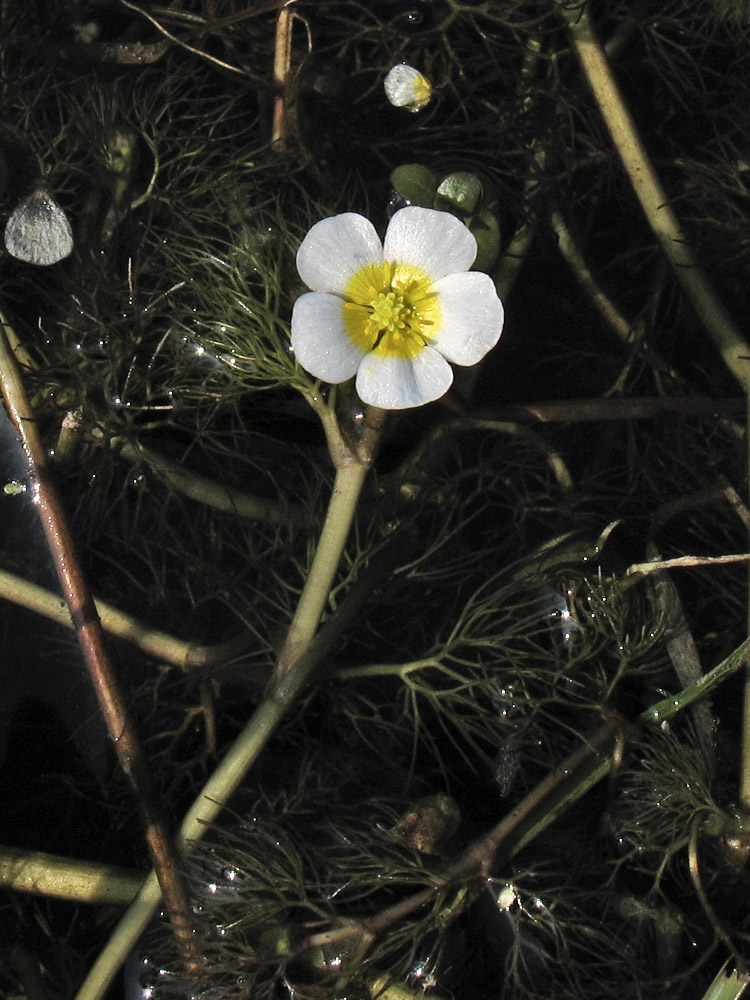 Изображение особи Ranunculus circinatus.