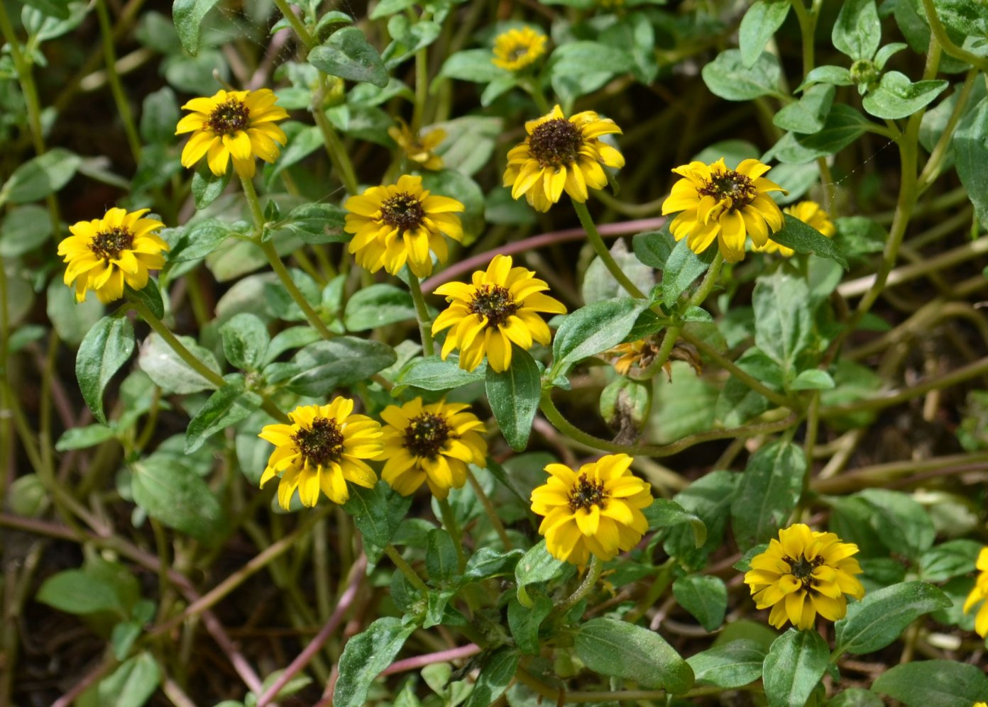 Изображение особи Sanvitalia procumbens.