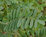 Onobrychis arenaria ssp. lasiostachya