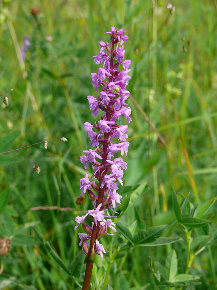 Image of Gymnadenia conopsea specimen.