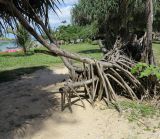 Pandanus tectorius