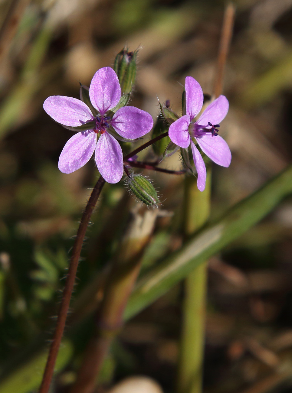 Изображение особи Erodium cicutarium.