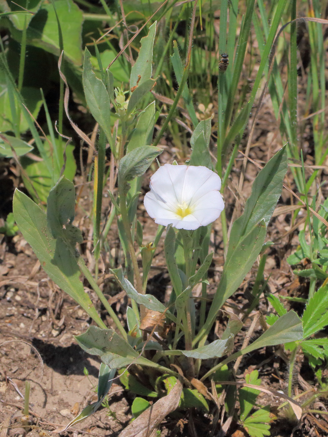 Вьюнок узколистный (Convolvulus lineatus)