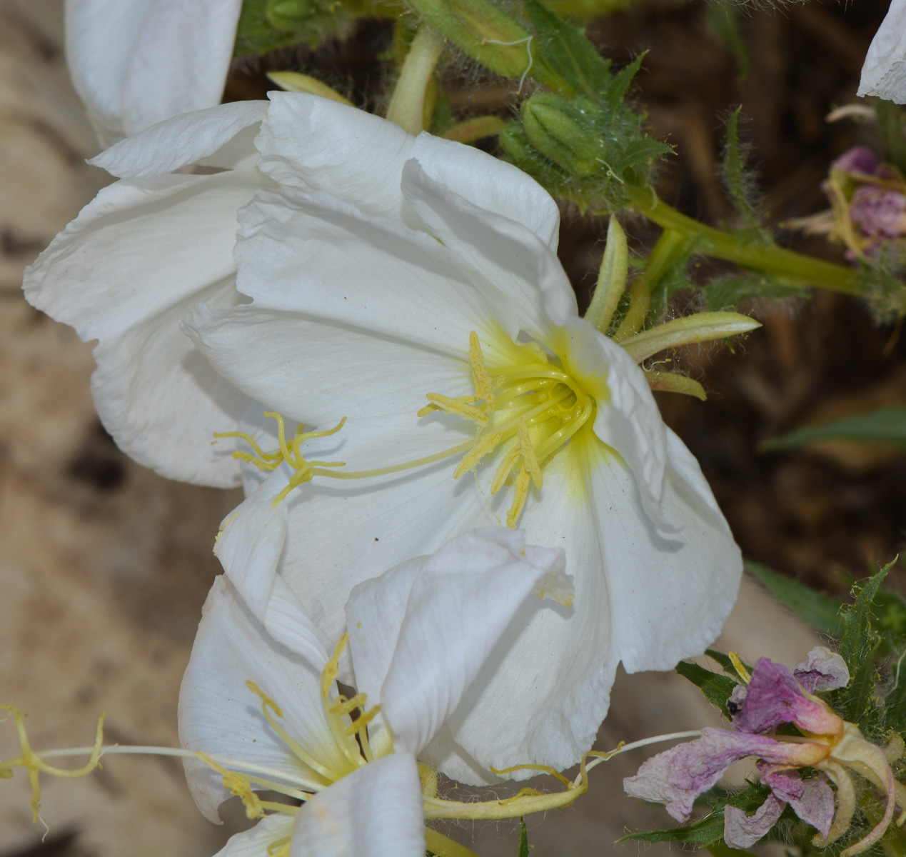 Изображение особи Oenothera pallida.