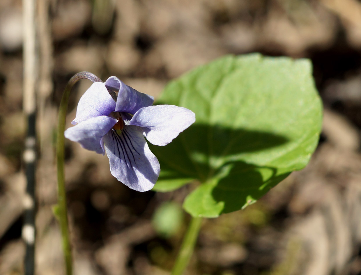 Изображение особи Viola epipsiloides.