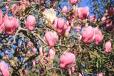 Magnolia × soulangeana. Веточки с цветками и распускающимися листовыми почками. Абхазия, г. Сухум, в культуре. 7 марта 2016 г.