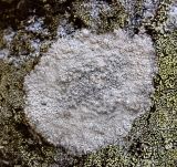 Lecanora rupicola. Слоевище с апотециями, окаймленное Rhizocarpon sp. (на камне). Башкортостан, Белорецкий р-н, южная оконечность хребта Инзерские Зубчатки, склон вершины 1161 м. 2 января 2018 г.