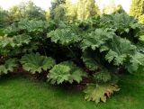 Gunnera tinctoria