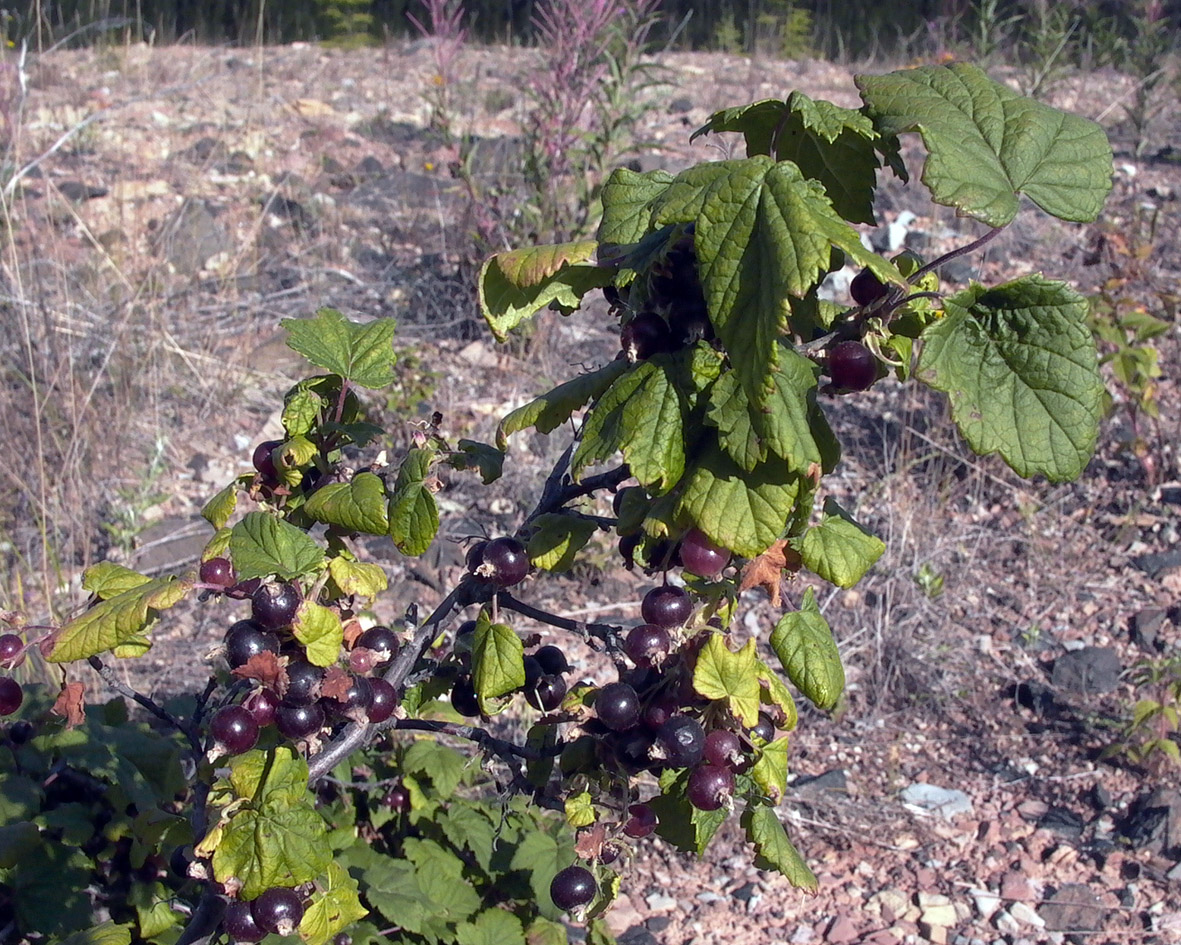 Изображение особи Ribes nigrum.