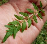 Cardamine impatiens