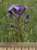 Hesperis pycnotricha