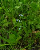 Myosotis palustris