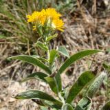 Inula germanica