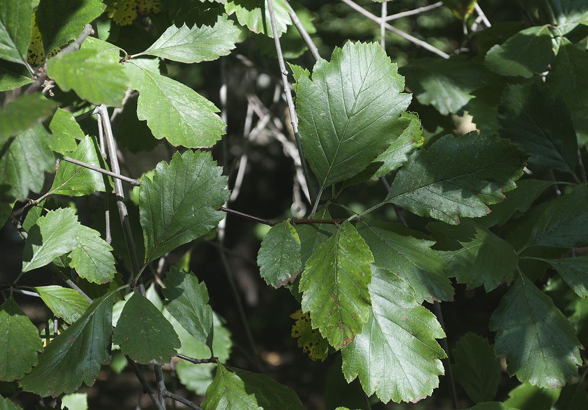 Изображение особи Sorbus takhtajanii.