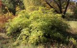 Rhodotypos scandens